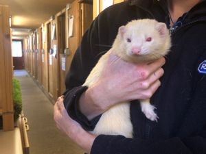 Supporting image for story: Super furry animals need new homes after being abandoned