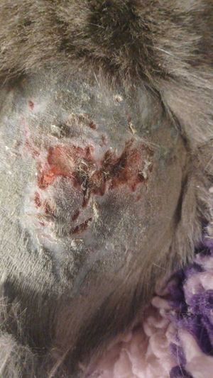 Benito sustained multiple life-threatening injures as the result of his abuse