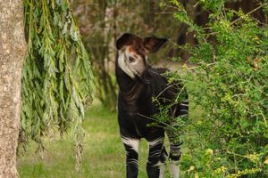 After gaining his confidence, Miloli spent journied outside of the next to experience the outdoors with his mum, Ada