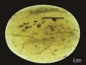 Supporting image for story: 100m-year-old fossilised sperm found inside female crustacean preserved in amber