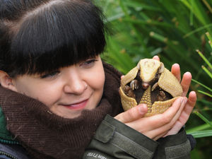 Supporting image for story: Zoo welcomes first ever baby armadillo
