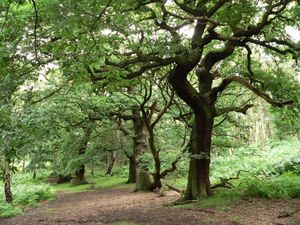 Supporting image for story: Ancient trees on Cannock Chase damaged by illegal bike trails