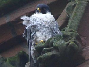 Supporting image for story: Peregrine falcons spotted loving life in Wolverhampton
