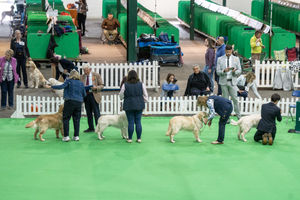 Birmingham National Dog Show 2025. Photo: Ian Knight/Z70 Photography