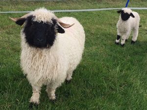 Supporting image for story: Shrewsbury to host sale of traditional, native and rare livestock breeds 