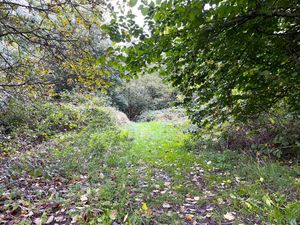 Photo taken by LDR Rachel Alexander 
Permission for use for LDR partners
Story: Clearance of Walsall woodland paused as government reviews school building programme 
