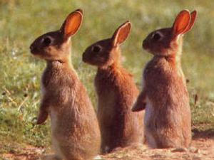 Supporting image for story: Rabbit hunters warned to stay off Shropshire nature reserve