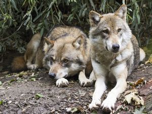 Supporting image for story: Boar, wolves... and three zebras? Dozens of wild and exotic animals live as pets in Shropshire