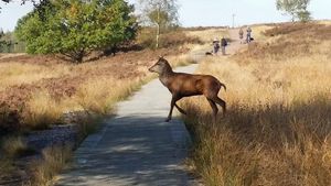 Chasewater Country Park. Photo: Neil Cole