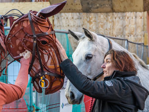 Supporting image for story: War Horse meets Birmingham Hippodrome horse