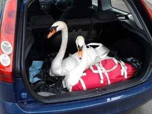 Supporting image for story: Newport's love battle swans return to canal