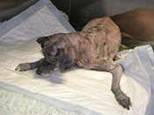 Supporting image for story: Dumped dog on road to recovery