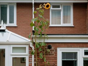 Supporting image for story: Junior horticulturalist Maisie grows sunflower the size of a house