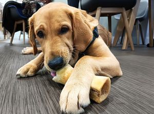 Guide Dogs trainee Ralph is progressing well