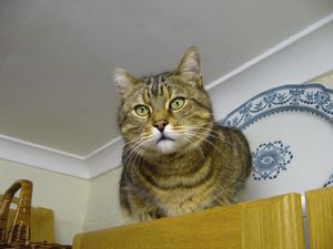 Supporting image for story: Peter Rhodes on accent discrimination, a bloody new play and the passing of a much-loved moggie