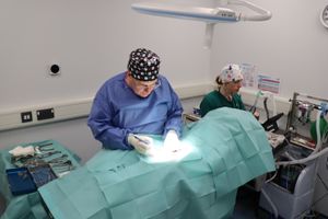 Cody being operated on by Ryan Davis of Southwater Vets.