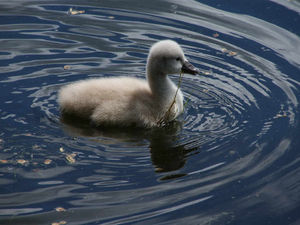 Supporting image for story: Mystery as cygnets and geese disappear from Telford nature reserve