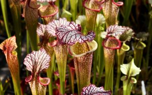 Mike says the plants are easy to grow