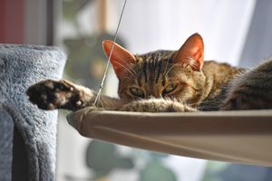 The cats are able to live in the Qattery and meet visitors to the cafe