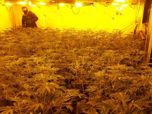 Supporting image for story: £1.3 million cannabis farm found in raid on takeaway near Whitchurch 