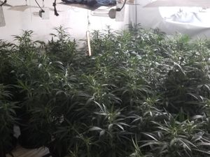 Supporting image for story: Arrest after hundreds of cannabis plants found in Halesowen raid