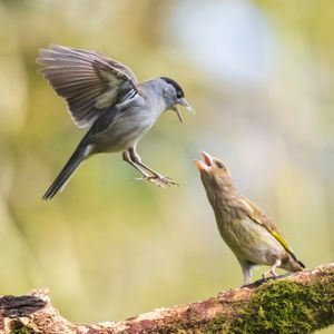 Two birds can be seen getting into a flap after an angry blackcap karate kicked a greenfinch in the beak