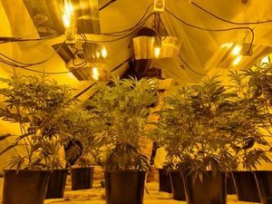 Supporting image for story: 130-plant cannabis farm found in West Bromwich property