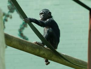 Supporting image for story: Twycross Zoo picks up award for excellence in animal care