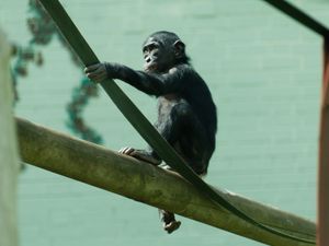 Supporting image for story: Twycross Zoo picks up award for excellence in animal care