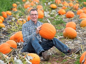 Supporting image for story: What it's like to grow pumpkins. . .It’s smashing!