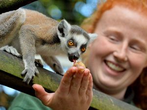 Supporting image for story: Shropshire Zoo appeals for name ideas for baby lemur