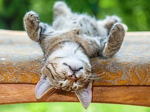 Supporting image for story: Peter Rhodes on a bus-driving dad, sleepy cats and how you can help abolish the House of Lords