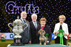 Maisie the Wire-haired Dachshund winner of Best in Show 2020 at the Birmingham National Exhibition Centre (NEC) during the Crufts Dog Show
