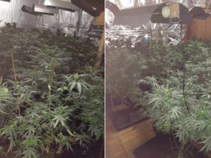Supporting image for story: Arrest after cannabis plants found at Whitchurch house