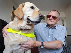 Supporting image for story: Guide dog mauled by bull terrier in savage Wolverhampton attack