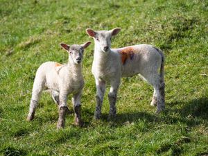 Newborn lambs during a bright morning in the village of Bishop’s Itchington in Warwickshire