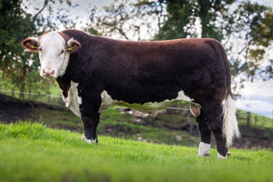 Record breaking Moralee 1 Big Time.