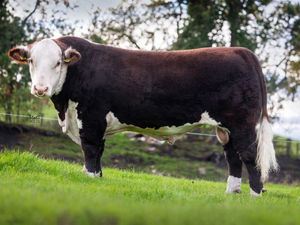 Supporting image for story: Record price for Hereford Breed bull at Shropshire auction