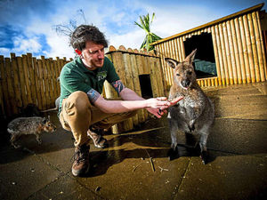 Supporting image for story: Work on Telford's Exotic Zoo nears completion for Easter