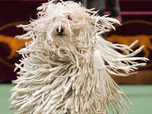 Supporting image for story: Crufts 2020: Can you name these unusual dog breeds?