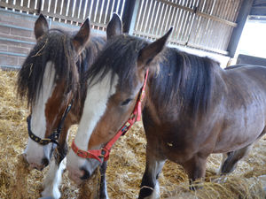 Supporting image for story: What should these new Shire horses in West Bromwich be named?