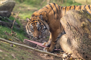 Female Sumatran tiger, Dourga, wastes no time capturing her Valentine’s Day enrichment.
