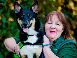 Supporting image for story: Shropshire animal rescue charity planning to build a new home