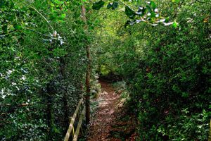 The property features eight acres of land including a woodland. Picture: Strutt & Parker/Rightmove