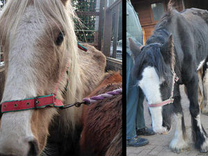 Supporting image for story: Mother and son handed animal ban after emaciated horses had to be put down