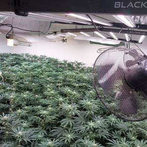 Equipment believed to have been used to cultivate the cannabis plants