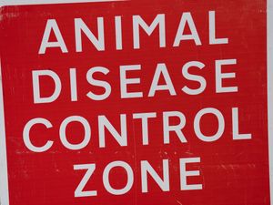 Supporting image for story: Poultry farmers await judge’s ruling on bird flu compensation fight