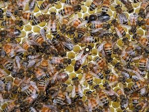 Supporting image for story: 1,000 beekeepers descending on Newport