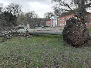 Supporting image for story: Trees down and roads warnings as Storm Eleanor hits Shropshire and Mid Wales - with pictures