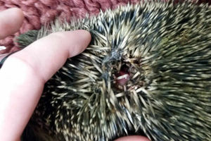 The injury caused to the hedgehog
